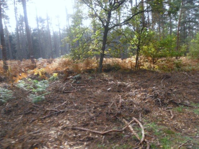 CTF-Permanente Neustaedter Holz 030
